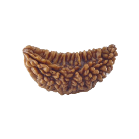 About Rudraksha – रुद्राक्ष के बारे में -100% Accurate Info