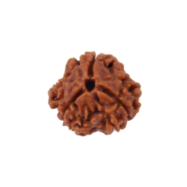 रुद्राक्ष