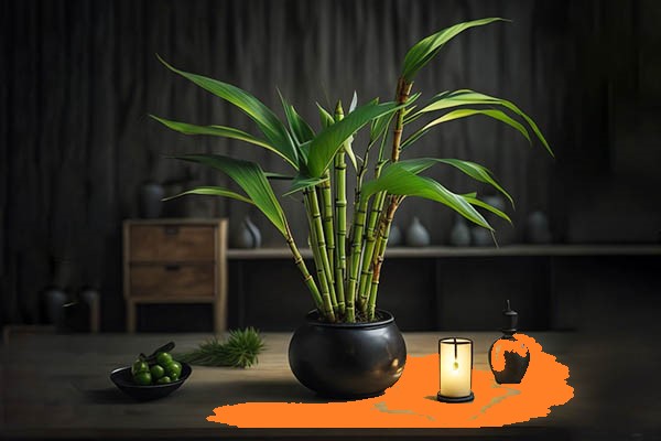 Bamboo Plant to Attract Luck And Fortune – बांस के पौधे से सौभाग्य को आकर्षित करें – 100% Accurate