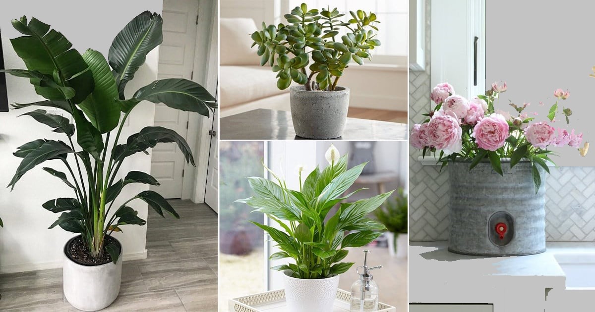 Plant To Reduce Shani-Mangal Dosh -शनि-मंगल दोष को कम करने के लिए पौधा लगाएं – 100% Accurate